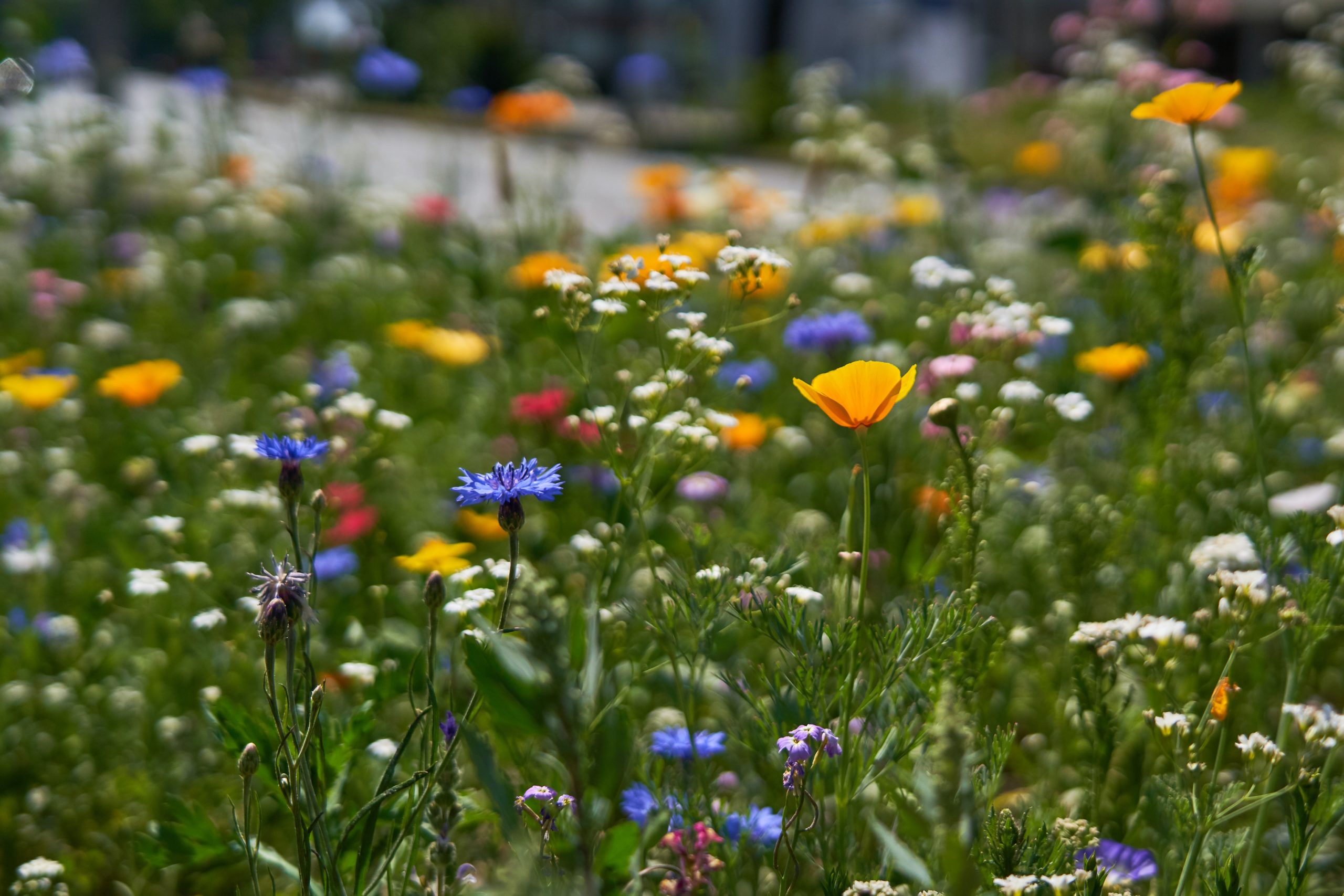 Detailaufnahme einer bunten Blumenwiese
